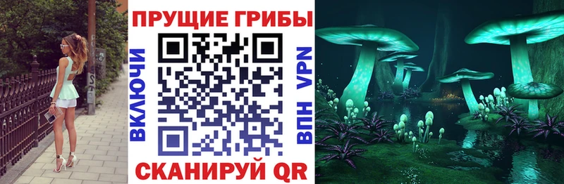 кракен ссылки  Талица  Галлюциногенные грибы Psilocybe 